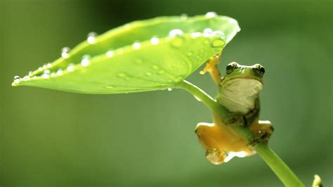 Cute Frog Desktop Wallpapers - Top Free Cute Frog Desktop Backgrounds ...