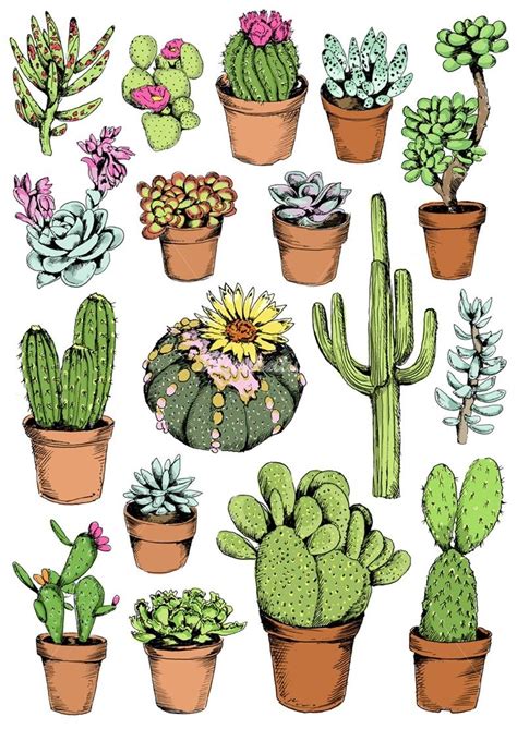 Discover 149+ cactus plant drawing latest - seven.edu.vn