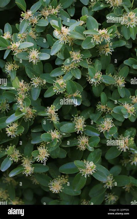 After bloom Yellow Buxus flowers. Blooming boxwood. Buxus sempervirens ...