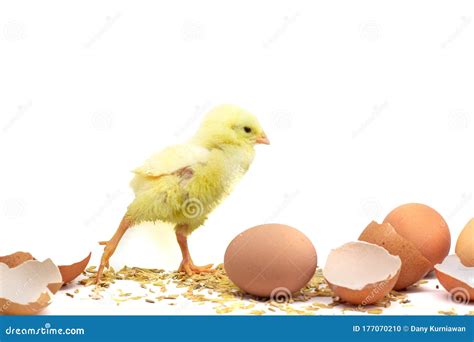 Beautiful Little Chicken, Egg and Eggshell Stock Photo - Image of ...