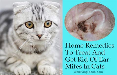 16 Effective Home Remedies To Treat And Get Rid Of Ear Mites In Cats