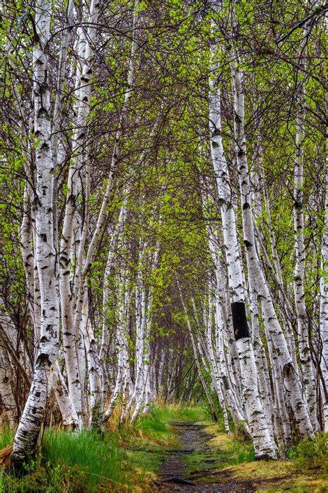 Birch Trees: Planting & Caring for Birches | Garden Design