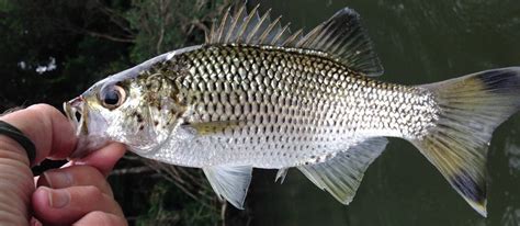 Fish Species Of North Queensland - Jungle Perch