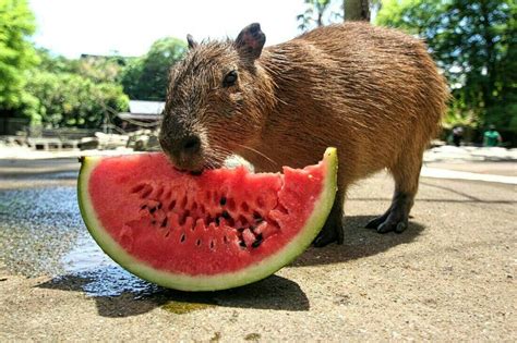 Pin by Esssme Vit on Cute! | Baby capybara, Capybara, Exotic pets