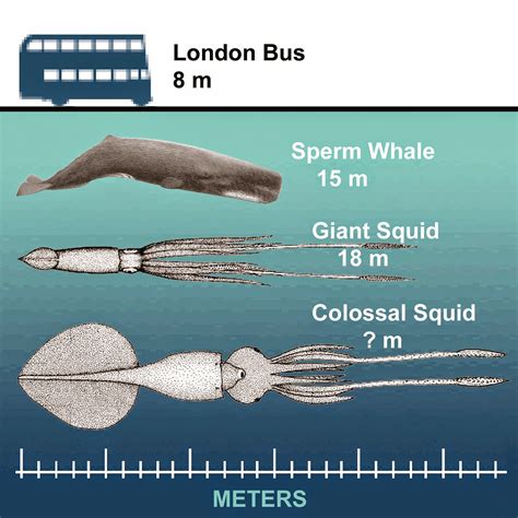 Giant Squid Compared To A Blue Whale