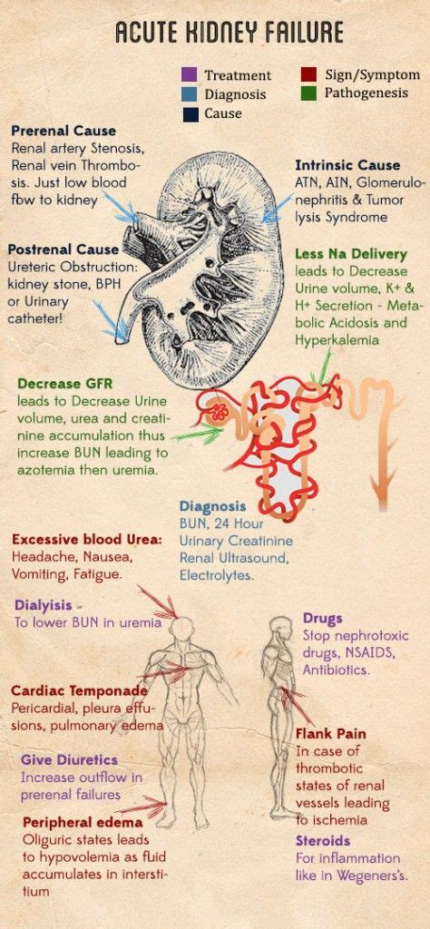 Everything about Acute Renal Failure(cause,diagnosis,sign&symptoms ...