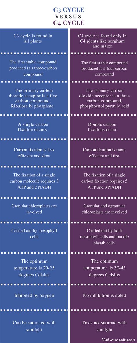 Difference Between C3 and C4 Cycle | Characteristics, Process, Function