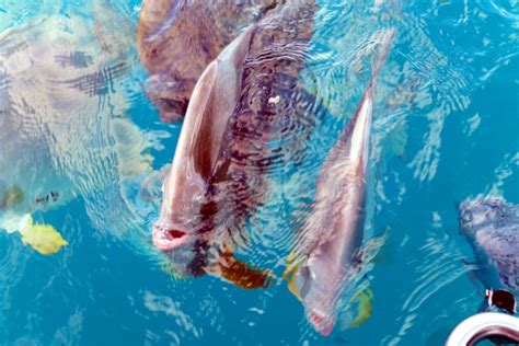 Conservation Efforts on the Great Barrier Reef - Sailing Whitsundays