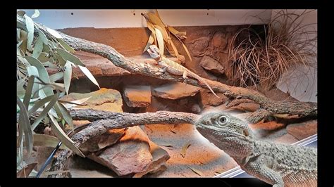 Bearded Dragon Habitat: Tips To Setup The Best Enclosure, 58% OFF