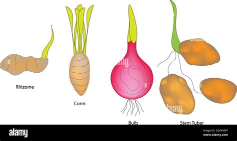 Types of stem, stem types. Plant stems, Category of plant stems Stock ...