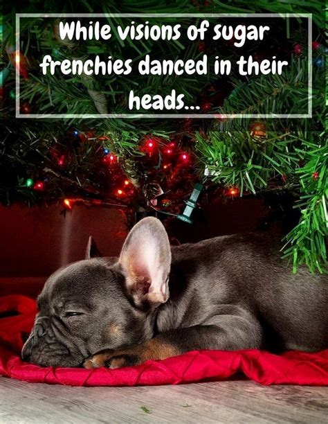 13+ Funny Christmas Card Ideas For Your Dog | Funny christmas cards ...