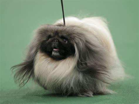 Pekingese Named Best In Show At Westminster; Out West, A Dog's Star ...