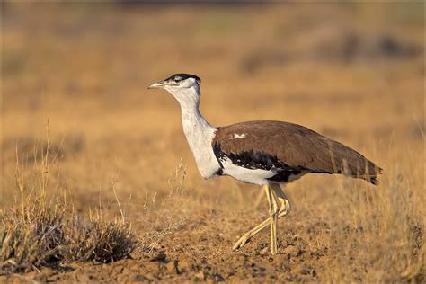 WII Report: Status of Great Indian Bustard and Associated Wildlife in ...