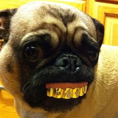 The 33 Cutest Funny Pug Pictures Of All Time