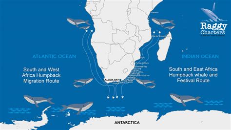 Whale Migration - Knysna to Kenya