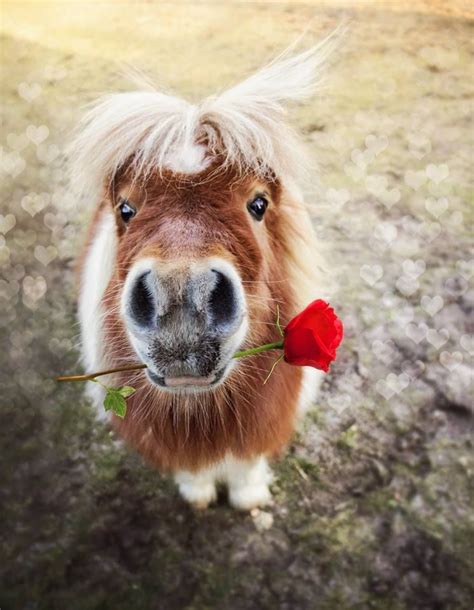 "Will you be my Valentine?" | Cute animals, Horses, Animals beautiful