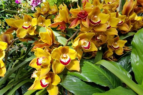 Orchid Growing Guides, Tips, and Information | Gardener's Path