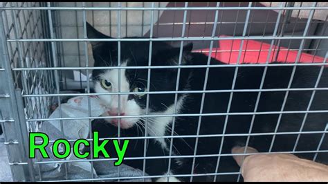 Feral Cat Trap Neuter Release TNR "Rocky" - YouTube