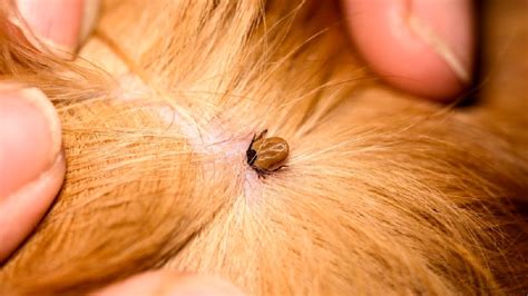 How to Remove a Tick from Your Dog - That One Dog Mom