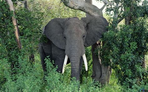 Download Jungle Animals Elephants African Elephant Bull Trees ...