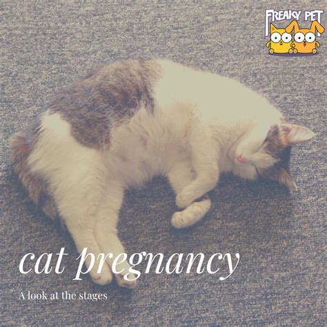 Stages of Cat Pregnancy - FreakyPet