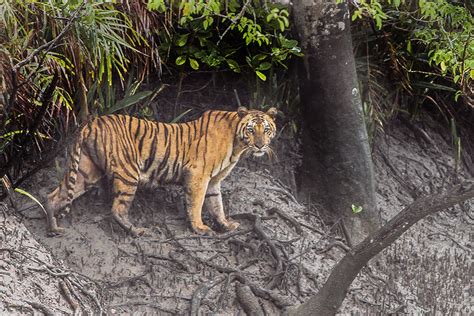 Bengal Tigers in Sundarbans National Park, Bangladesh | Aksik