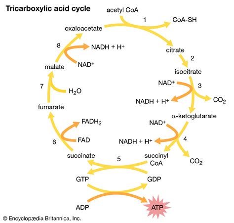 Tricarboxylic acid cycle | Biochemistry, Metabolism, Enzymes | Britannica