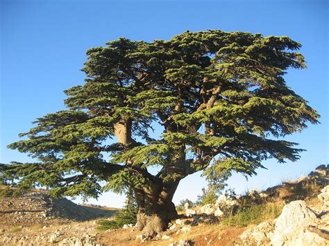 Cedar Tree of Lebanon Facts, Identification, Uses, Pictures