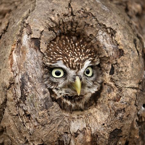 TrogTrogBlog: Bird of the week - Little owl