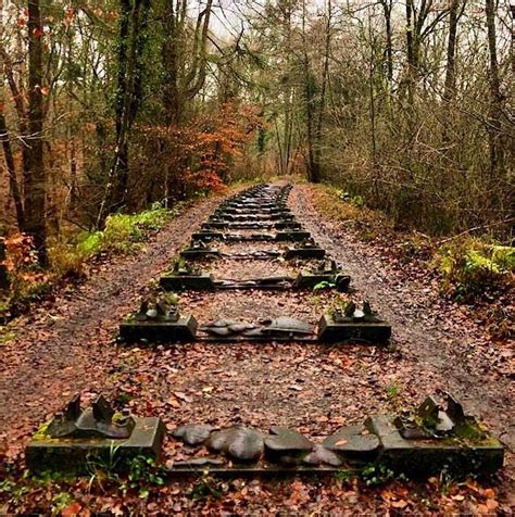 Forest of Dean Sculpture Trail in autumn | Forest of dean, Uk travel ...