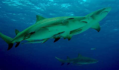 Lemon Shark Facts: Description, Behavior, Conservation