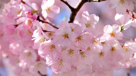 Japanese Cherry Blossom Festivals