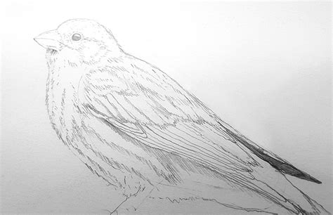 How To Draw A Realistic Bird Step By Step