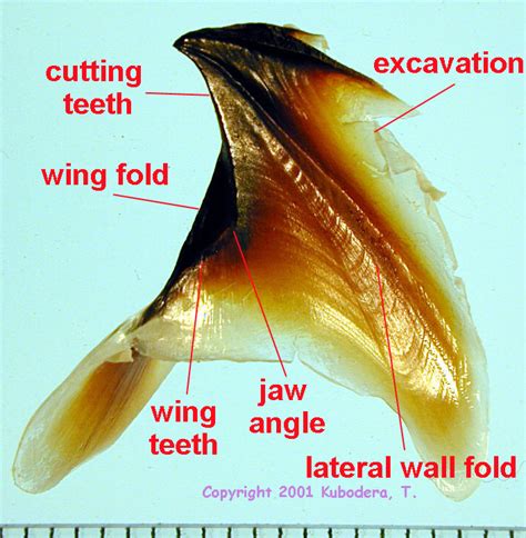 4. On the lateral wall of the lower beaks is a fold or ridge that ...