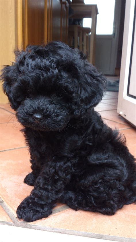 a small black dog sitting on top of a tile floor next to a microwave oven