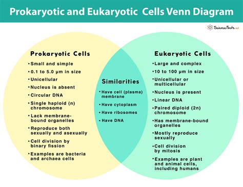 Characteristics Of Prokaryotic And Eukaryotic Cells Venn Dia