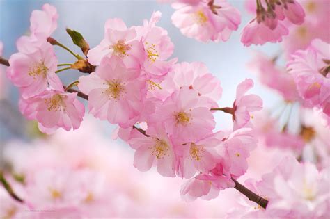 Cherry Blossom Backgrounds (61+ pictures) - WallpaperSet