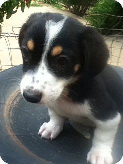 Forest | Adopted Puppy | Westport, CT | Bernese Mountain Dog/Beagle Mix