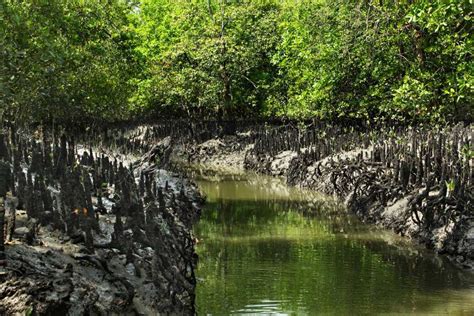 Sundarban National Park Tourism (2024) Tiger Reserve, Wildlife Sanctuary