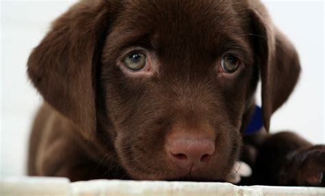 Chocolate Lab Puppy Wallpaper - WallpaperSafari