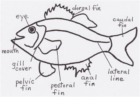 fish diagram good good