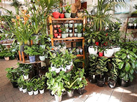 Best Indoor Plant Nursery In Florida at Michael Galindo blog