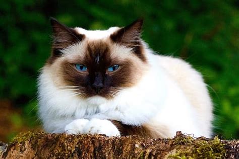 When Will My Ragdoll Cat Get Fluffy? – petsKB