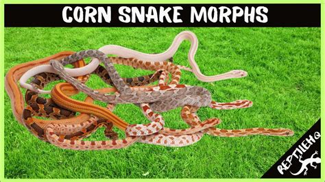 10 Most Popular Corn Snake Morphs! - YouTube