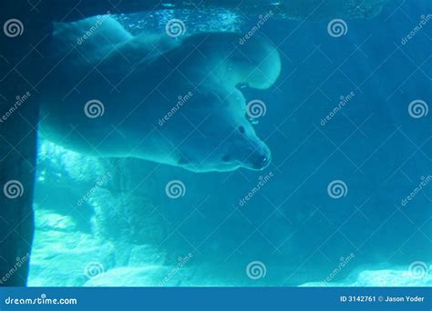 Polar Bear underwater stock image. Image of sunny, bubbles - 3142761