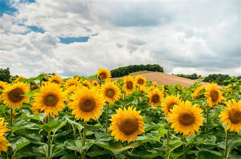 Sunflower Field during Day · Free Stock Photo