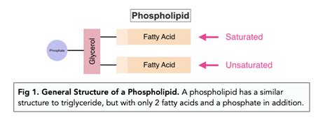 Phospholipids - Introduction (A-level Biology) - Study Mind