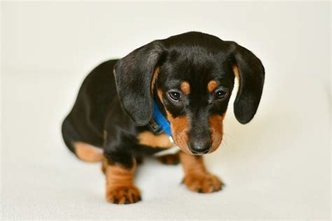 Dachshund Colors and Patterns (with pictures)