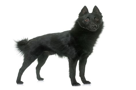 Schipperke Colors | Characterstics and More