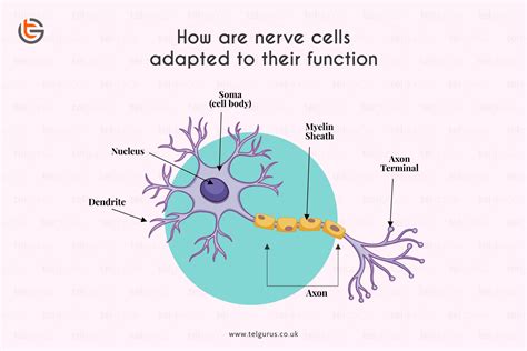 Diagram Of A Nerve Cell